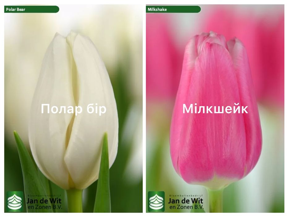 Цибулини голандських тюльпанів