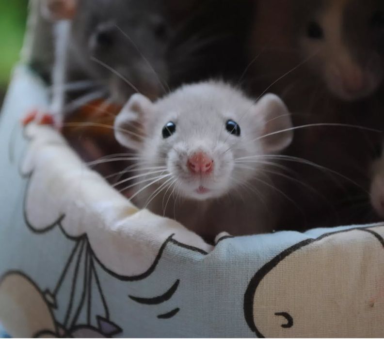 Крысенок дамбо. Пацючок. Щур. Крысята. Рекс