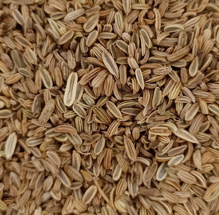 Koper włoski, fenkuł nasiona