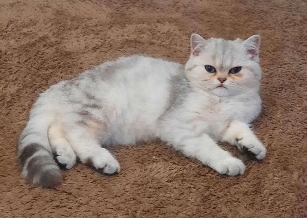 Котенок кошечка прямоухая серебристая шиншилла страйт.