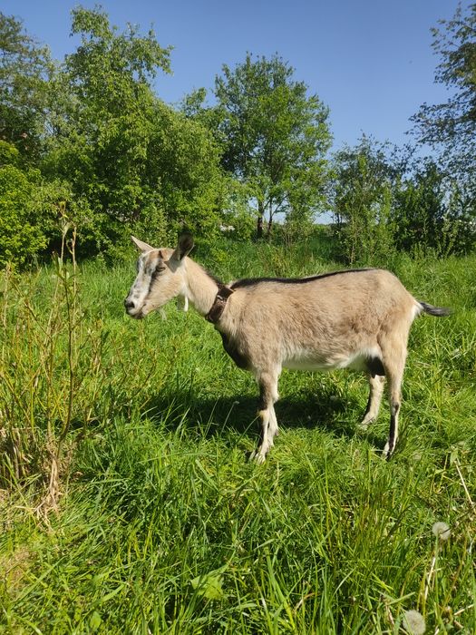 Продам дійну козу
