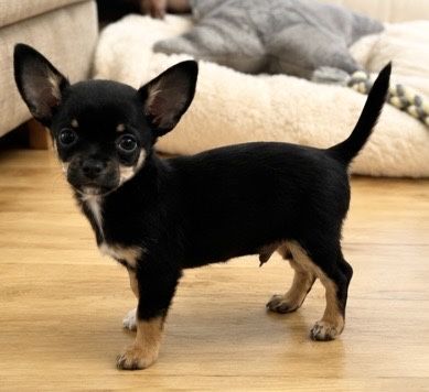 Chihuahua cudny piesek PRALINEK .
