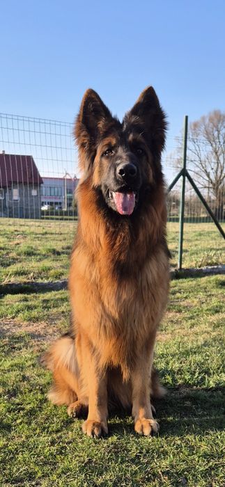 Owczarek Niemiecki Długowłosy