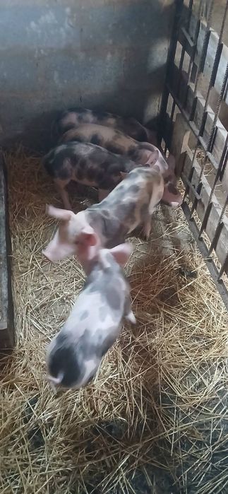 Поросята петрен трьох породка