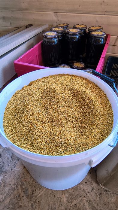 Pyłek pszczeli tegoroczny