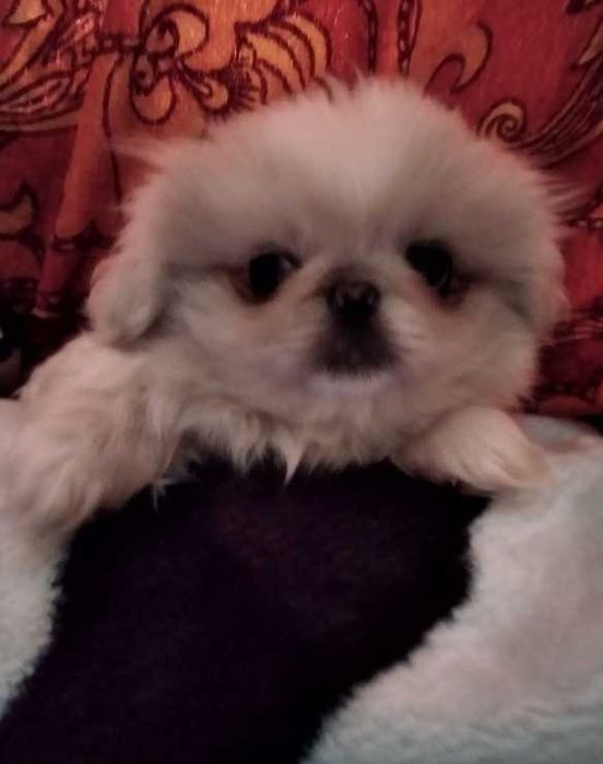 Манюні Гарнюні Королівські Пекінеси Нового типу!