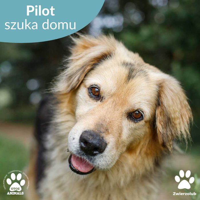 Kudłaty Pilot - cudowny pies do adopcji!