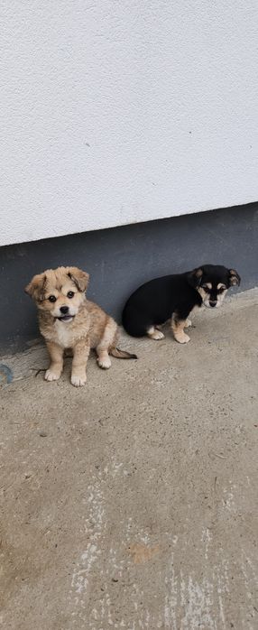 Віддам цуценят у добрі руки