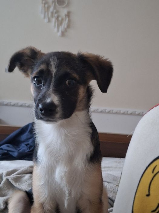 Oddam w dobre ręce sunie