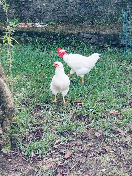 Casal Branca portuguesa