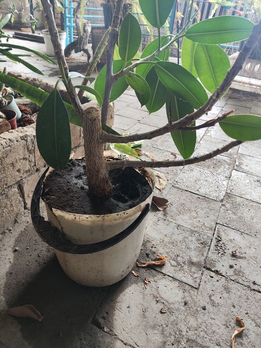 Фикус  большой .