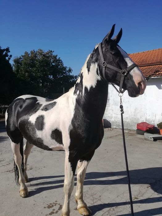 Cobrições garanhão Torino