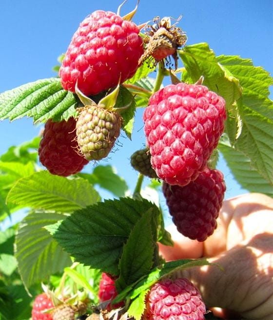 Sprzedam sadzonki maliny