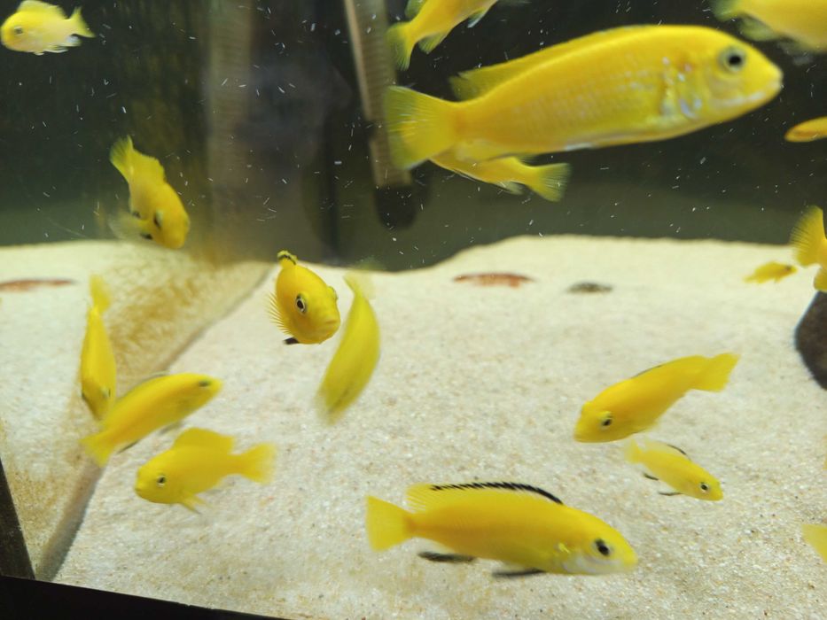 Machos de Ciclídeos Africanos Malawi - Labidochromis Caeruleus