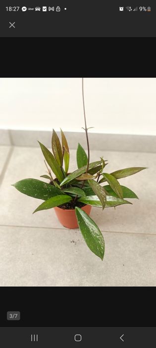 Hoya Pubicalyx w doniczce 12cm