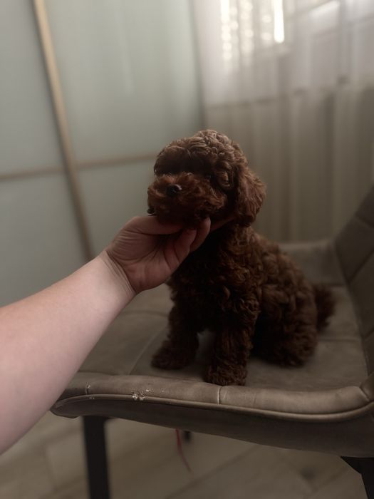 Невероятные Дети Ред Браун Мини той пудель мальтипу ф2 китай