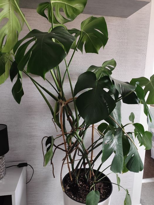 Monstera 120 cm.