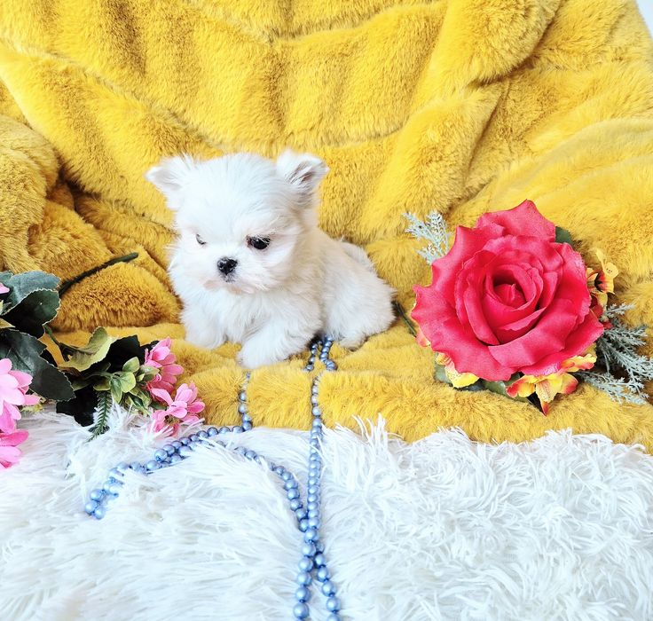 Śliczny Malutki Maltańczyk XXS