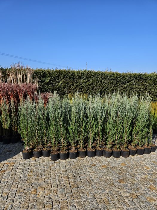 Jałowiec Skalny 120- 135 cm Blue Arrow.