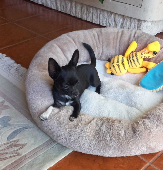 Chihuahua Miniatura