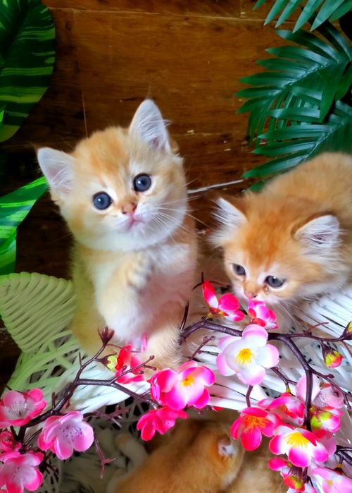 Плюшевые дети. Ласковые и ручные котята золотая шиншилла.