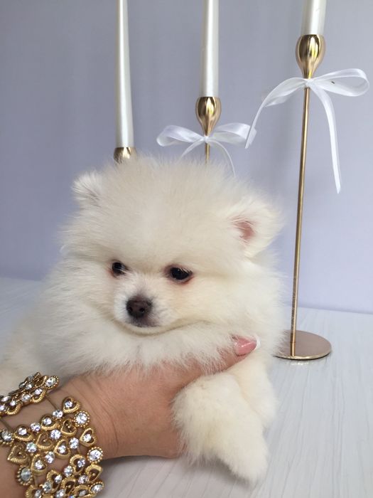 Шпіци VIP  Хлопчики та Дівчатка