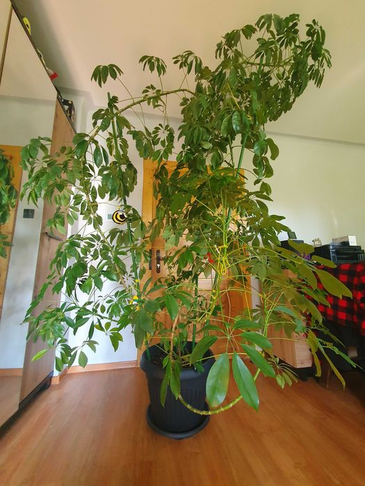 Ogromna Szeflera w całości lub szczepki