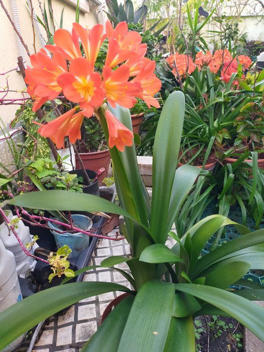 Vendo plantas de vaso ou de jardim