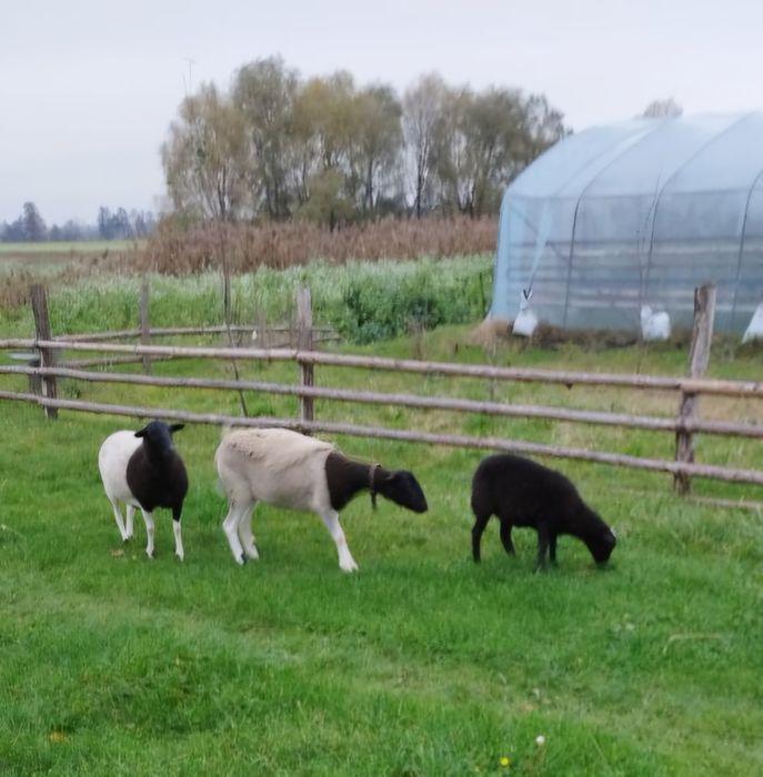 Owce Dorper Lacuna. Koza Anglolubijska. koziolek. Kozioł