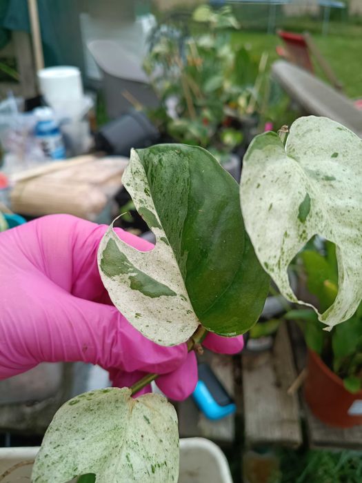 epipremnum marble Queen #2