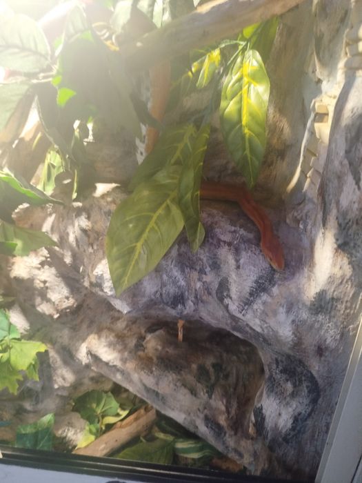 Sprzedam węża zbożowego