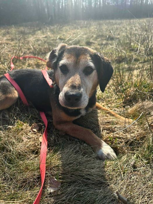 Ludwik psiak do adopcji 9l. 16kg
