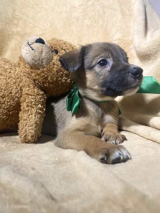 Чудо хлопчик чекає на тебе