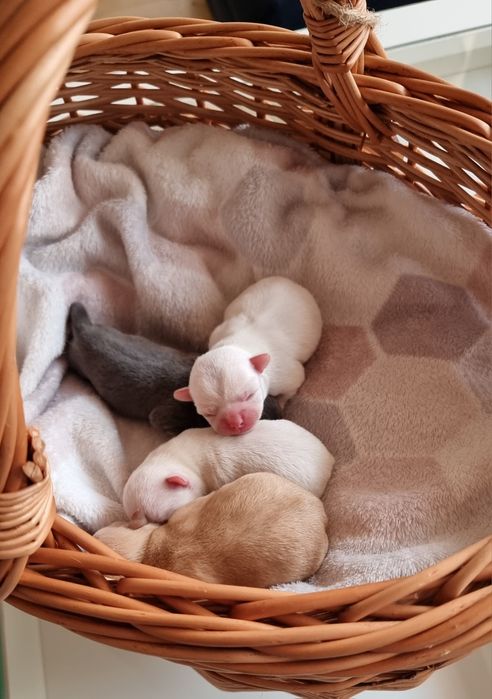 Chihuahua Krótkowłosa ZKwP FCI