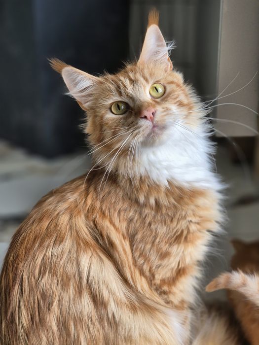 Kotka Maine coon po sterylizacji