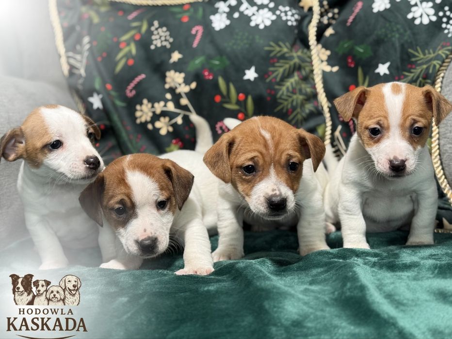 Jack Russell Terrier gotowe do odbioru