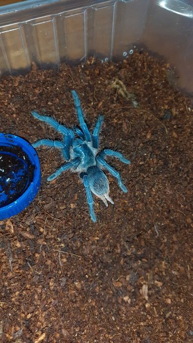 aphonopelma seemanni 2dc samiec
