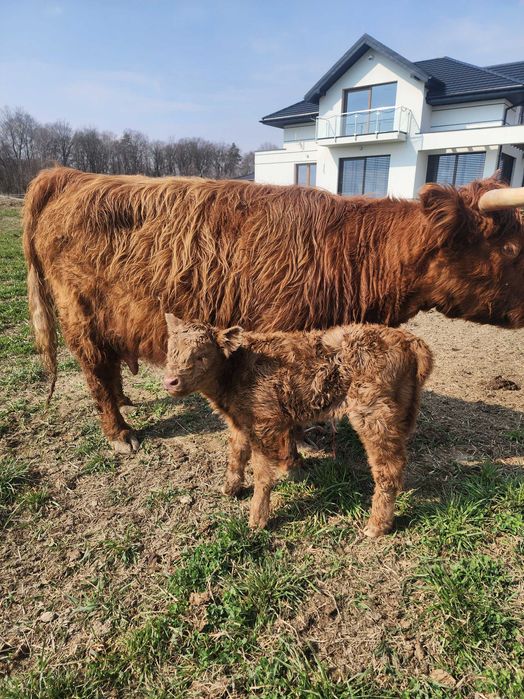 Sprzedam bydło Highland w różnym wieku