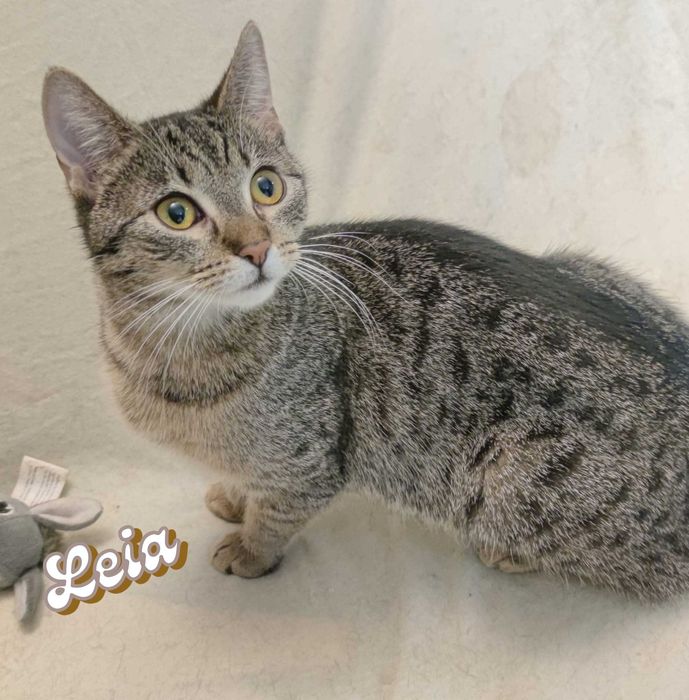 LEIA i KAJA - dwa serca, jedno miejsce przy Twoim boku