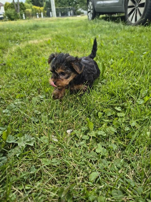 Suczka yorkshire terrier