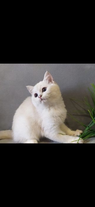 Шиншилла поинт с голубыми глазами