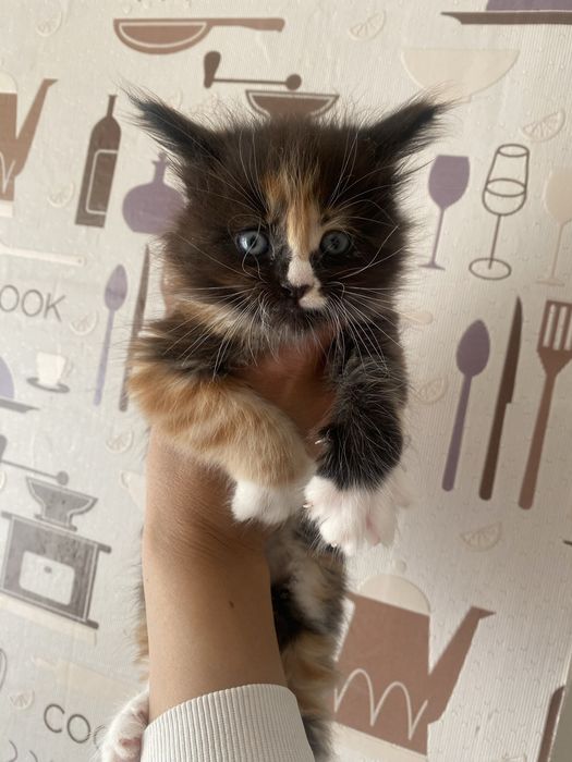 Котята мейн кун девочки
