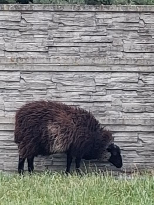 Owca czarna młoda