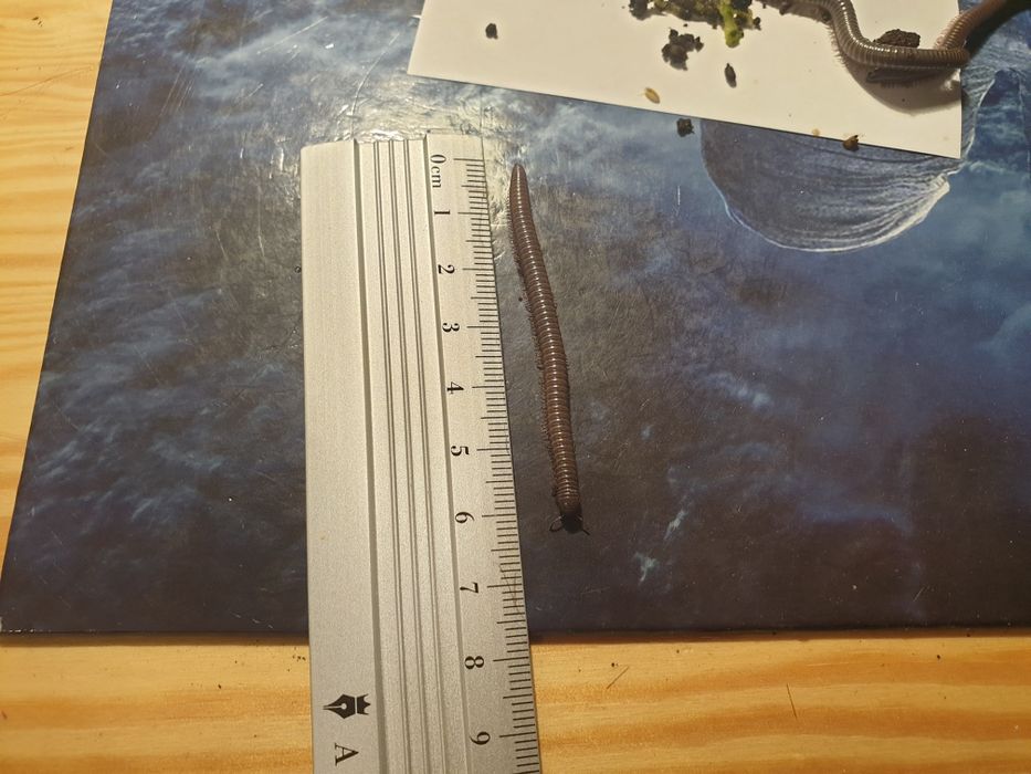 MŁODE WIJE Telodeinopus aoutii wij wije krocionogi kenijskie hodowla d