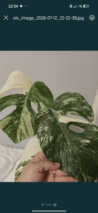 Monstera variegata szczyt