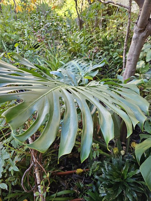 Planta Costela de Adão Monstera com fruto