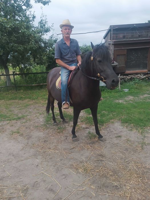 Klacz rasy huculskiej 5 letnia