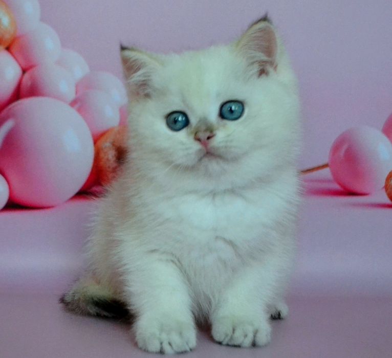 Серебристая шиншилла, кошечка и котик