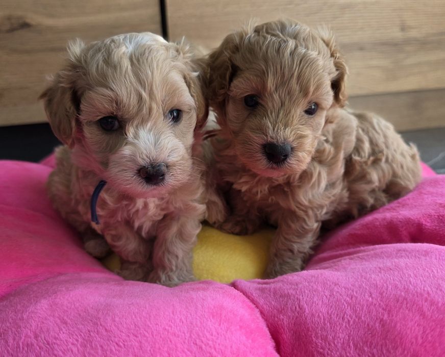 Śliczne Maltipoo F1 do rezerwacji