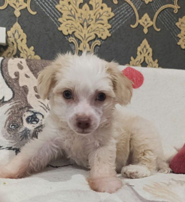 Китайська чубата КСУ FCI